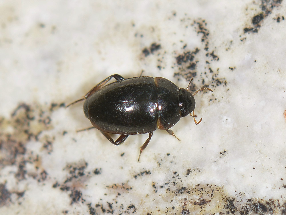 Limnebius sp. (Hydraenidae)